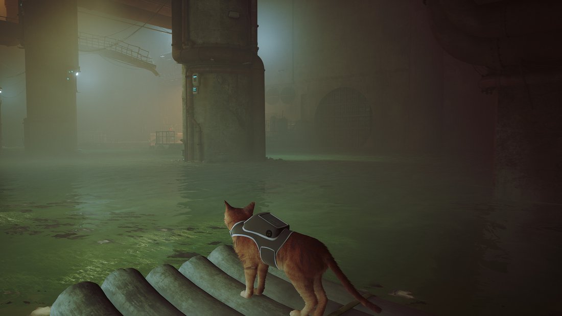 stray-stray-16062023-21_40_18