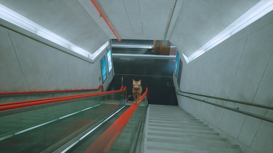stray-stray-17062023-19_36_51