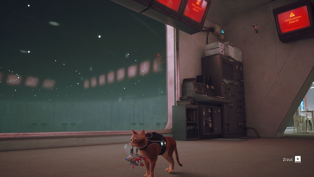 stray-stray-17062023-19_48_56
