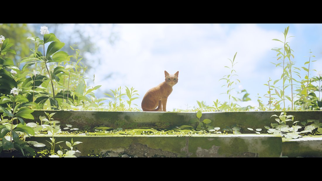 stray-stray-17062023-19_55_45