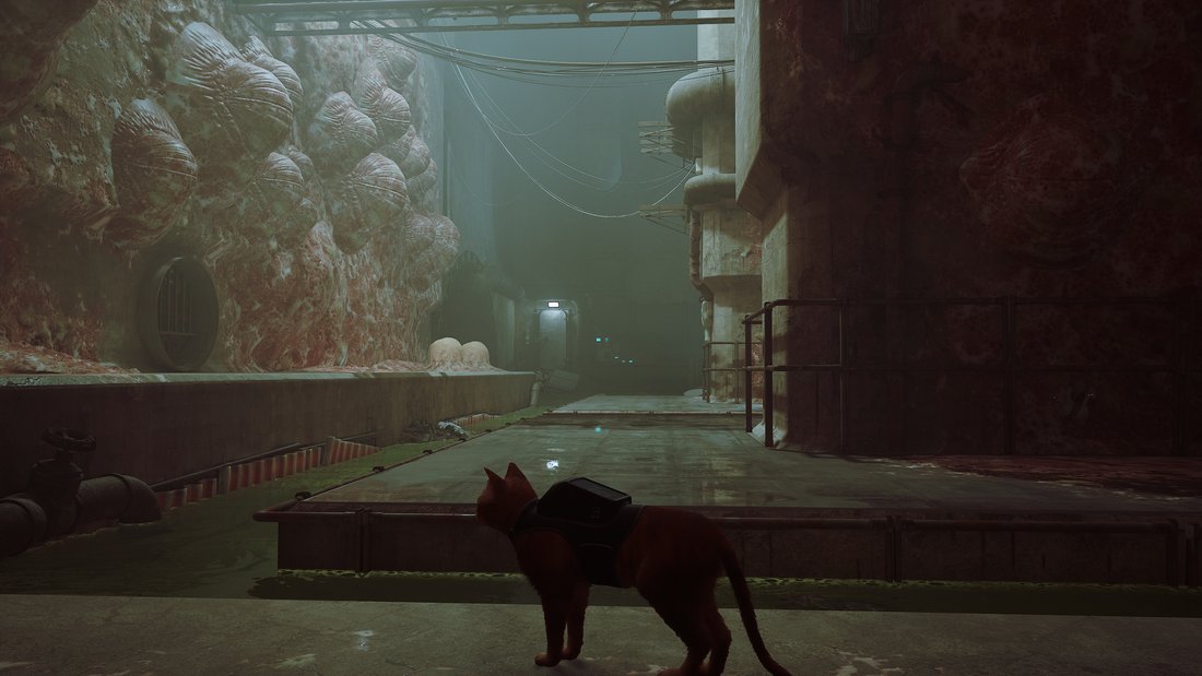 stray-stray-17062023-14_45_39