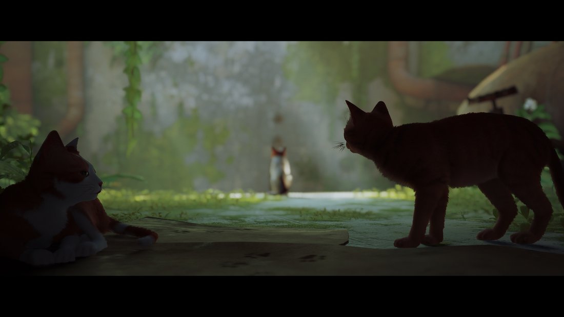 stray-stray-15062023-21_14_08