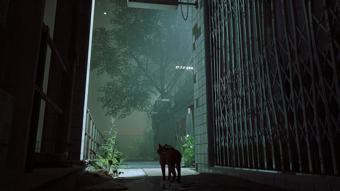 stray-stray-16062023-19_19_53
